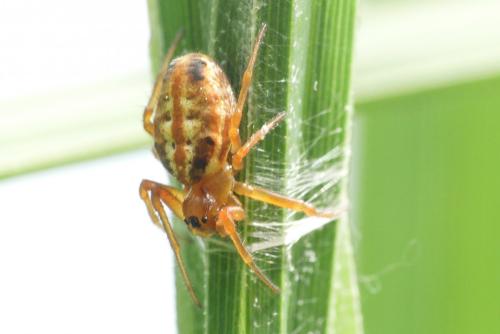 Réf. 257 413 : Hypsosinga heri
